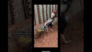 Breeding male patta  3 feet tail breed with coin head  show only [upl. by Agamemnon]