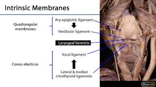 Larynx Pharynx and CST LO 6  Intrinsic Laryngeal Membranes [upl. by Enirehtakyram102]