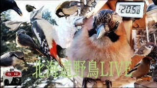 北海道野鳥LIVE ～‘Hokkaido bird watching LIVE Cam～20241109 [upl. by Kallman569]