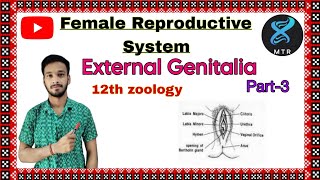 FEMALE REPRODUCTIVE SYSTEMEXTERNAL GENITALIA12TH ZOOLOGYBy Dayabanta sir [upl. by Veta990]