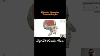 Vascularização do Músculo Masseter  Anatomia  Anatomia Humana [upl. by Yoong738]