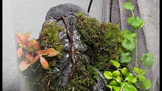 DIY WATERFALL PALUDARIUM terrarium paludarium aquaterrarium plants waterfallbuilder jungle [upl. by Evelinn]