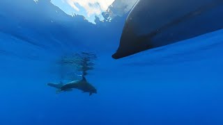 Can I see dolphins on a whale tour by kayak [upl. by Kenzie]