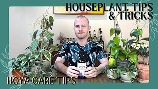 Care Tips For Hoyas  Houseplant Tips amp Tricks Ep 21 [upl. by Harrietta]