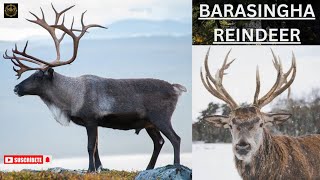 Barasingha Reindeer With Real Sound Animals Barasingha Naturebeanty forestanimal [upl. by Graner300]