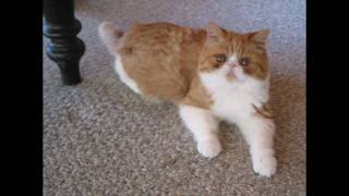 Exotic Shorthair Kitten  Meet Milo [upl. by Ayad]