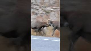 Big Horn Rams Butting Heads in Big Thompson Canyon [upl. by Dickson]