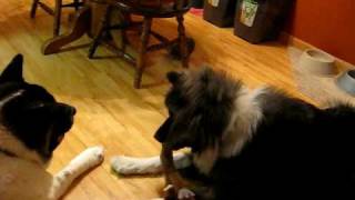 Play with me now Akita dogs Chief and Stella [upl. by Eiramyelhsa]