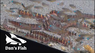 Kuhli Loach Feeding Frenzy [upl. by Illac814]