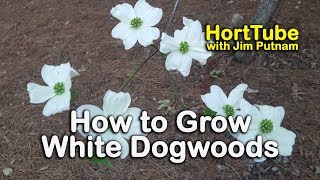 How to grow White Dogwoods  Cornus florida  White Flowering Native to the Eastern US [upl. by Paco]