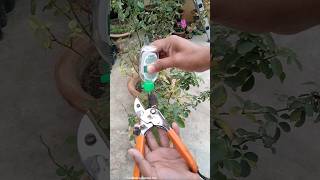 Before Winter Rose Plant Care Tips [upl. by Blayne]