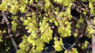 トサミズキ属Corylopsis winter hazelまんさく科 [upl. by Kitty694]