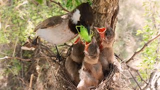 WhiteEar bulbul feeding babies in solo and huge caterpillar BirdPlusAnimals [upl. by Deina68]