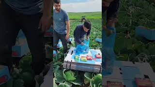 Cabbages Harvesting agriculture nature villagelife farming [upl. by Floris]