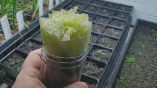 How To Regrow Lettuce From Food Scraps 5 day TimeLapse [upl. by Wales187]