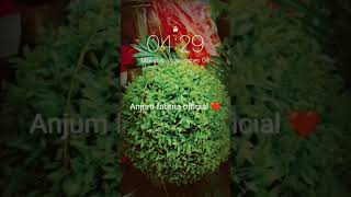 Flower shop allahabad chawk🌹💐🌺🪴shortvideo shorts like subscribe please 🫶Anjum fatima official ❤️ [upl. by Attezi931]