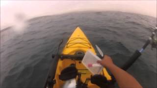 Sydney kingfish Long reef Jigging for Kingfish from Hobie Kayak [upl. by Pierre888]