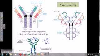 Immunoglobulins [upl. by Lahsiv]