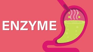 What are Enzymes [upl. by Anierdna]