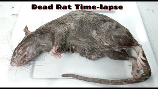 Dead Rat Timelapse [upl. by Cam]