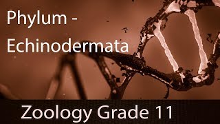 Animal Kingdom  PhylumEchinodermata  Detailed Explanation  Representation Of A Starfish  Part 9 [upl. by Enimrac]