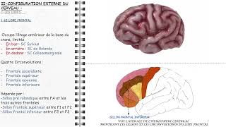 ANATOMIE FMPM CERVEAU [upl. by Plante3]