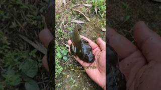 Goliath Frog Tadpole 🐸 Largest tadpole in the world [upl. by Anselmi107]