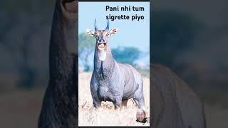 aigrette Lao re subscribe kro re animals funny wildlife comedy crushing deer comedyfilms [upl. by Aitnecserc275]