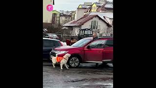 Guide dog bravely halts traffic for owner shorts [upl. by Notnel204]