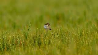 Zitting Cisticola [upl. by Kristos]