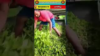 Tea powder 🍵 making process  tea teapowder youtube facts factorymakingprocess factorymaking [upl. by Lussier49]