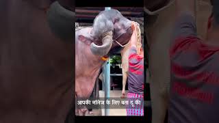 Duniya ka sasbe bada bail cow animalmoments shorts [upl. by Anivad206]