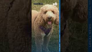 73yearold Ashville woman and neighbors pet die after being mauled by dog [upl. by Annavas]