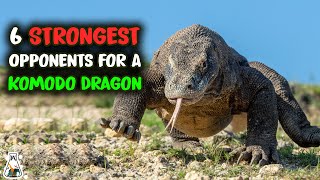 6 Most Ruthless Fights Of A Komodo Dragon [upl. by Coffin]