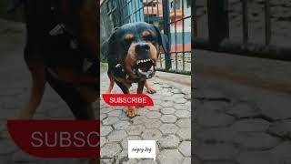 Angry dogbarking soundsdog dogshorts viral cutedog funnydog angrypuppy angryanimal [upl. by Femmine]