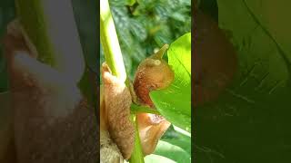 Momen langka bekicot makan daun snail siput [upl. by Ttelracs416]