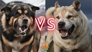 Tibetan Mastiff VS Turkish Kangal Who Will Win [upl. by Clyde3]