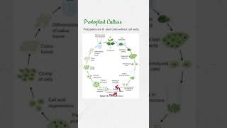 Protoplast Culture in Plant Tissue Culture conceptsofbotany shorts protoplastculture [upl. by Tito]