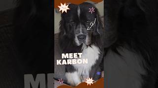 Meet Karbon The Great  newfoundland doglovers cute dogbestie dogshorts doglife [upl. by Morissa]