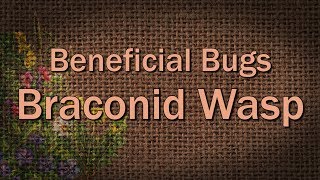 Braconid Wasp – Beneficial Bugs [upl. by Yemrots]