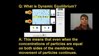 Membrane Channels amp Diffusion  Mr Pauller [upl. by Gabbie]