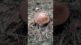 Wrześniowy borowik boletus [upl. by Taddeo]