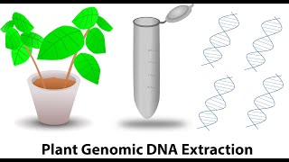 Plant genomic DNA extraction [upl. by Aivizt]