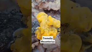 Tremella mesenterica shorts [upl. by Hebner]