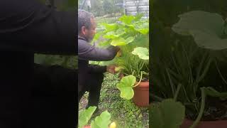 How to grow a continual supply of squash torpedopot garden squash [upl. by Zetrok398]