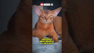 Kucing abisiniavideo animals shorts youtubeshorts [upl. by Hubie]