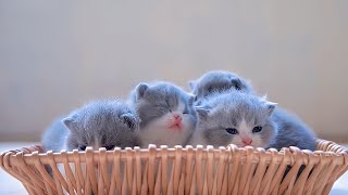 The sound of four cute kittens meowing  Funny cat videos [upl. by Noyar728]