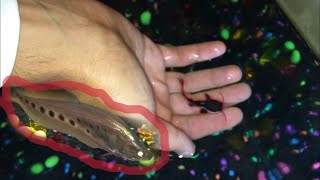 New Baby Redtail Catfish and A clown knife [upl. by Ariak671]