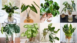 47 Indoor Plants in Vases to grow  Indoor Plants to grow in Water  Plant and Planting [upl. by Anaeda]