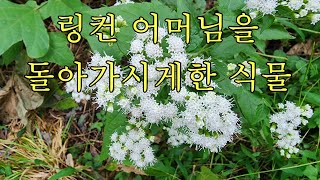 산야초 서양등골나물을 알고보면 생명을 위태롭게 할 수도 있는 외래식물입니다 [upl. by Ocsinarf]